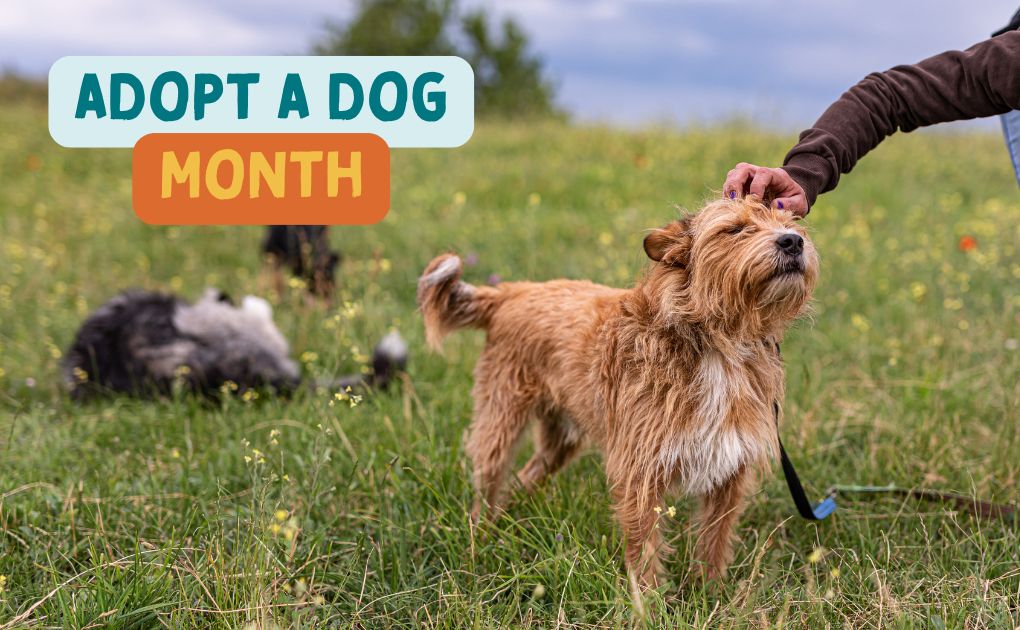 Adopt a Dog Month: Giving a Shelter Dog Their Forever Home